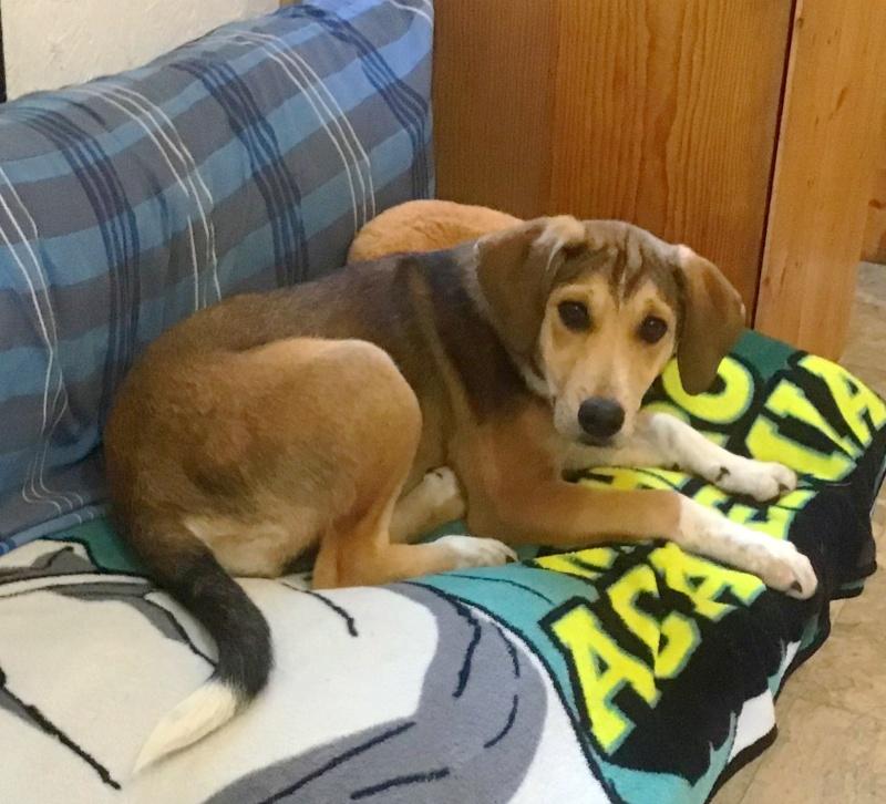 Lily, a Adoptable mixed breed in Bancroft, ON image 4/4