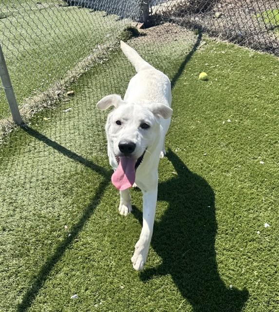 Enlarge GEORGE, a Adoptable mixed breed in Toronto, ON image 1/1