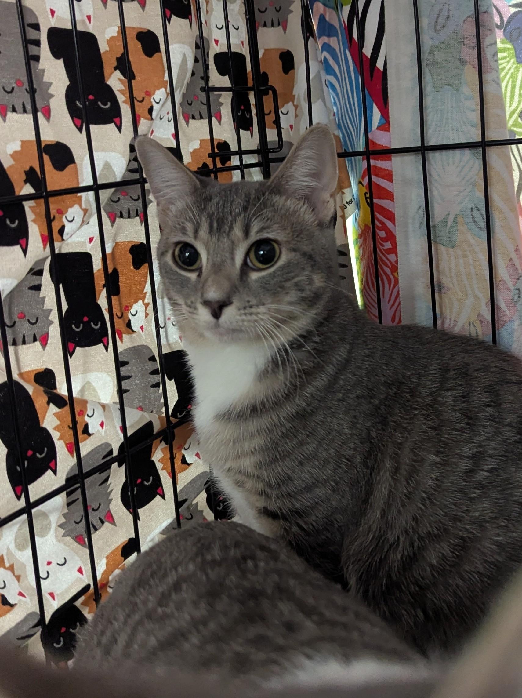 Harmony - Adventurous and Curious, a Adoptable Tabby in Fountain Valley, CA image 2/2