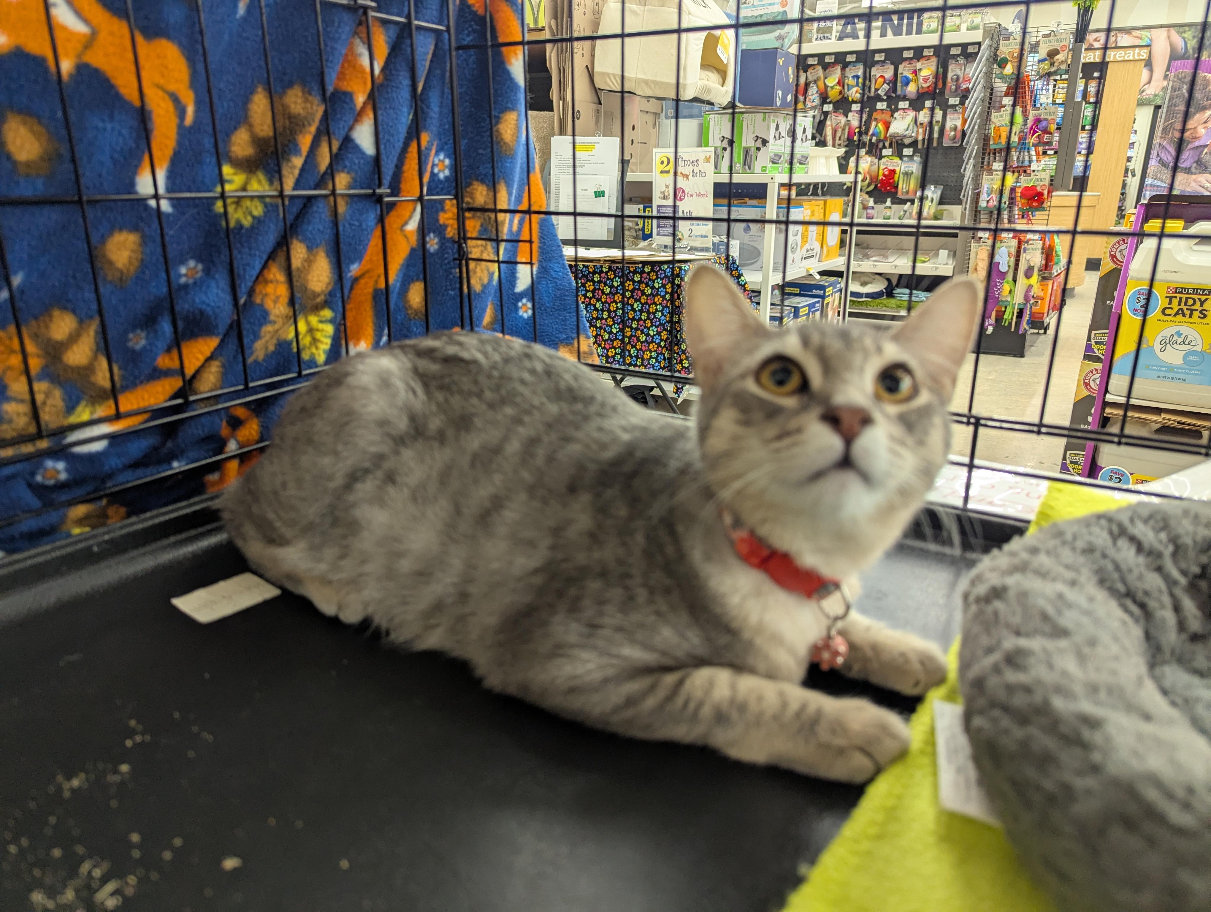 Harmony - Adventurous and Curious, a Adoptable Tabby in Fountain Valley, CA image 1/2