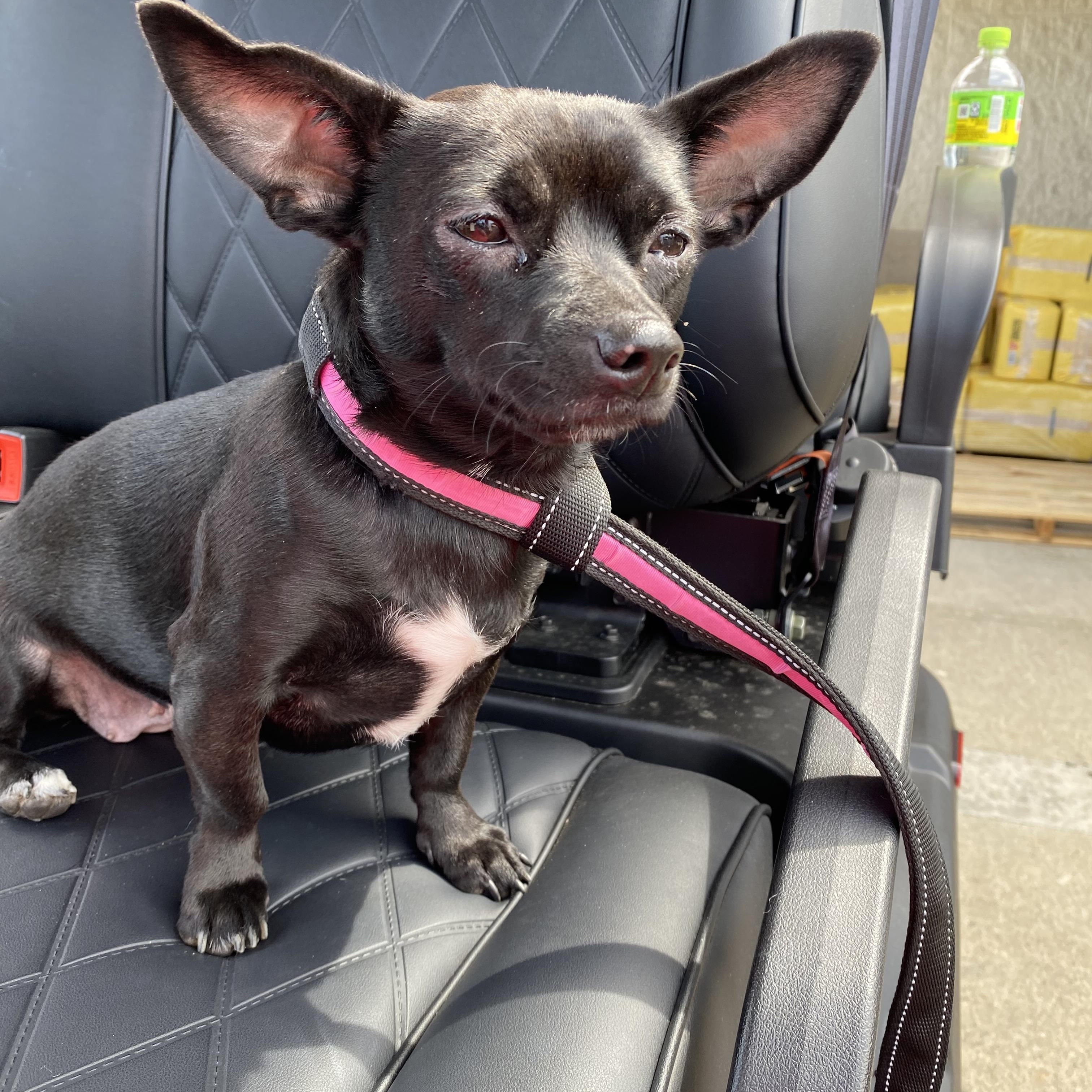 Enlarge Lady Jane, an adopted mixed breed in Cincinnati, OH image 1/1