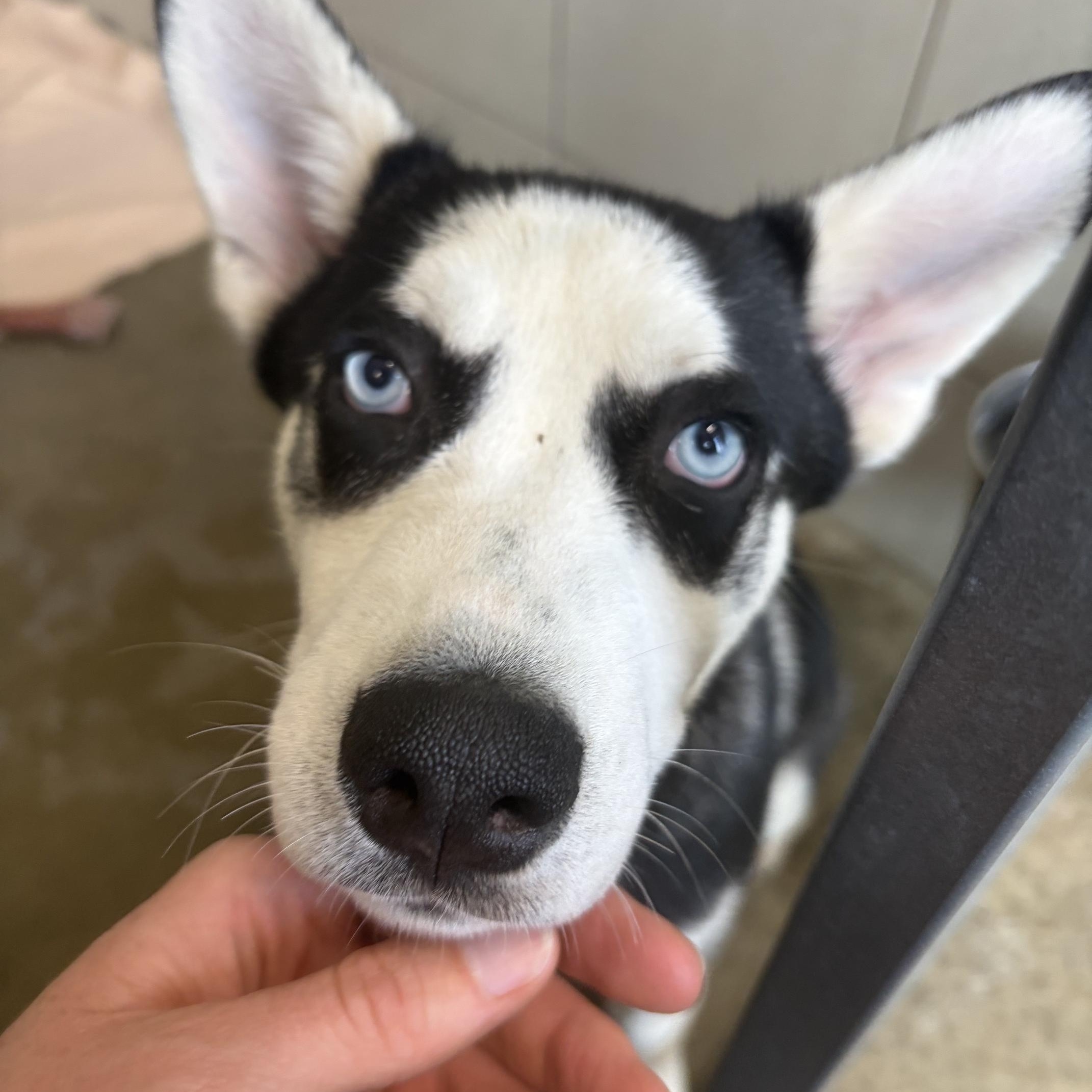 Bubbles, adopted, Puppy Male Husky.