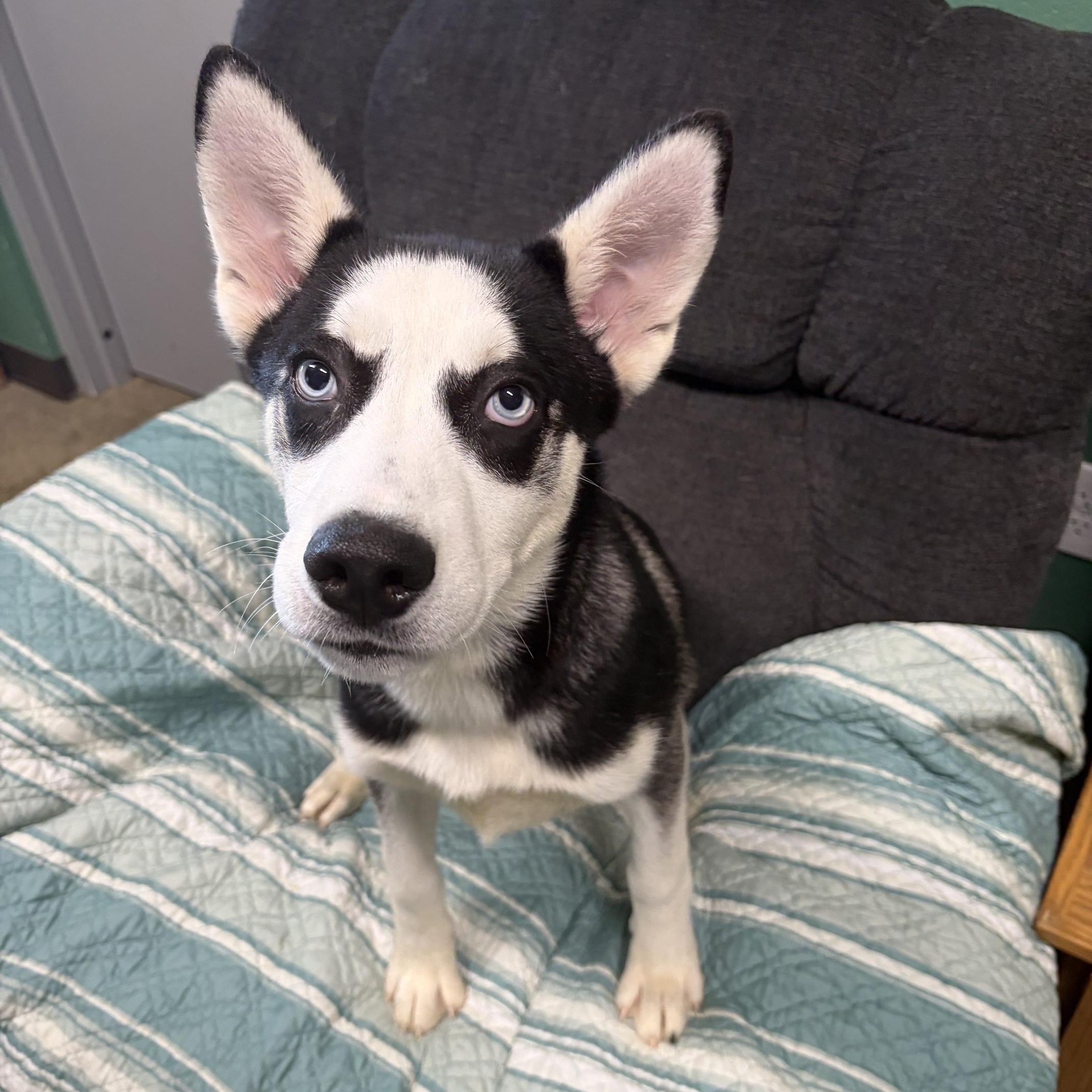 Enlarge Bubbles, an adopted Husky in Seneca, PA image 2/2