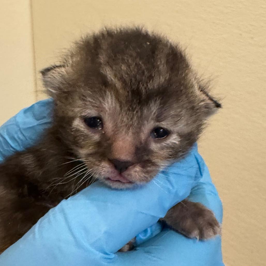 Banana, Adoptable, Kitten Female Domestic Short Hair.