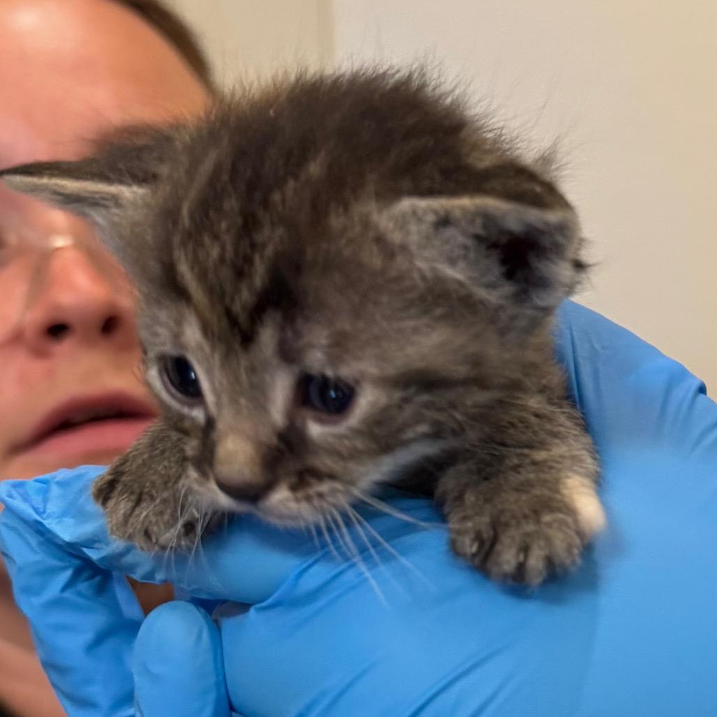 Enlarge Banana, a Adoptable Domestic Short Hair in International Falls, MN image 2/3