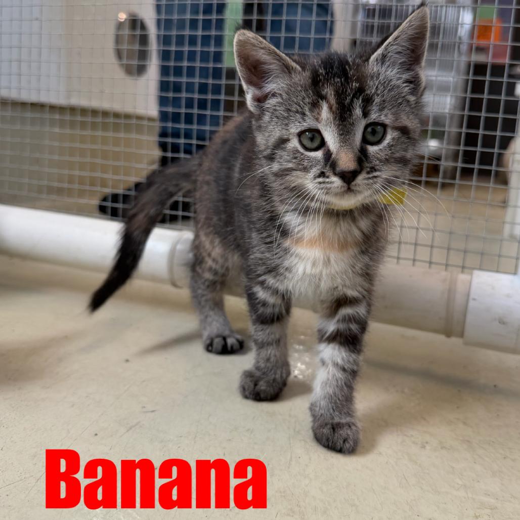 Enlarge Banana, a Adoptable Domestic Short Hair in International Falls, MN image 3/3