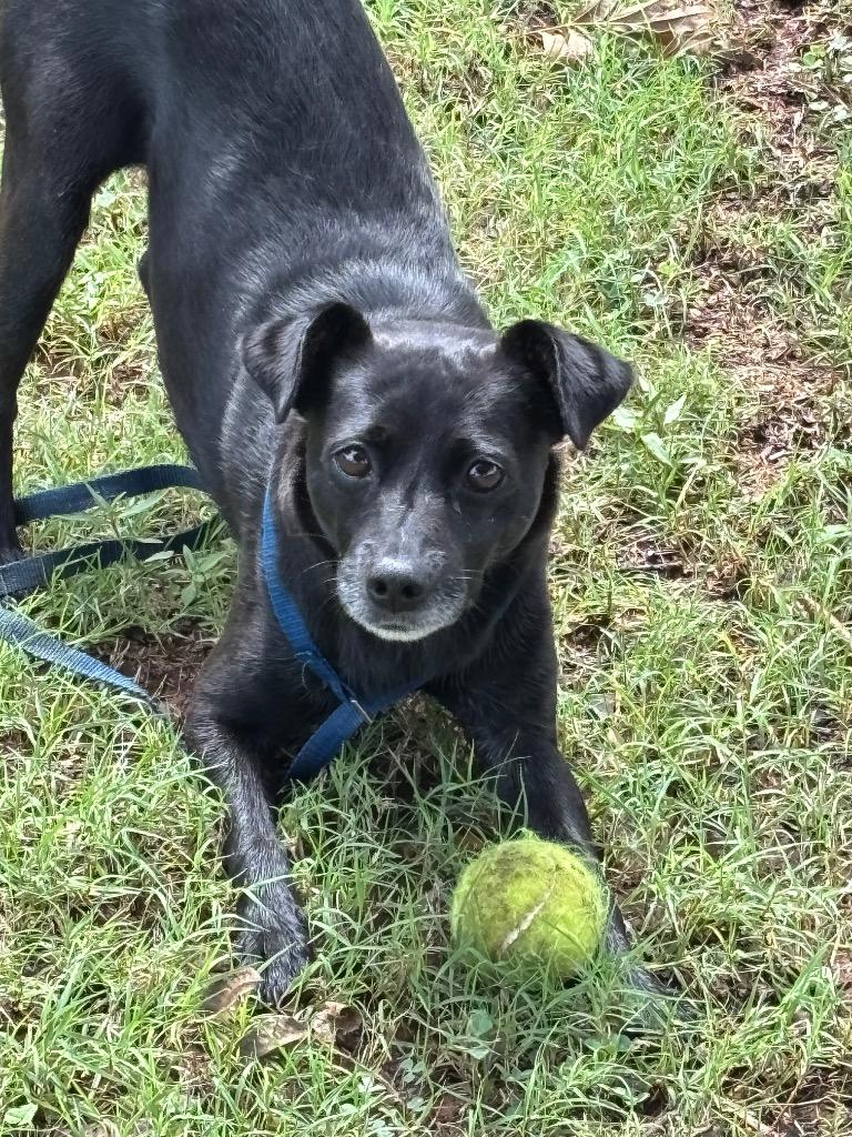 Enlarge Harley, a Adoptable mixed breed in Mustang, OK image 1/4