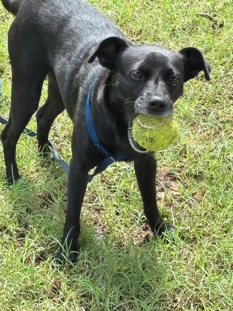 Enlarge Harley, a Adoptable mixed breed in Mustang, OK image 2/4