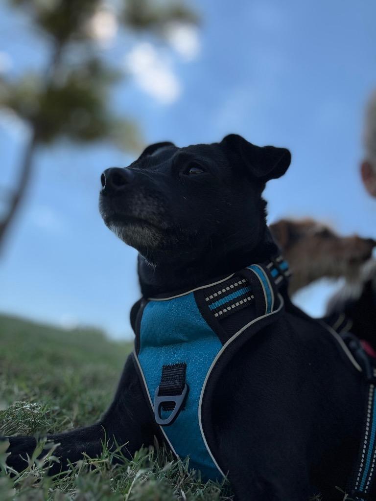 Enlarge Harley, a Adoptable mixed breed in Mustang, OK image 3/4
