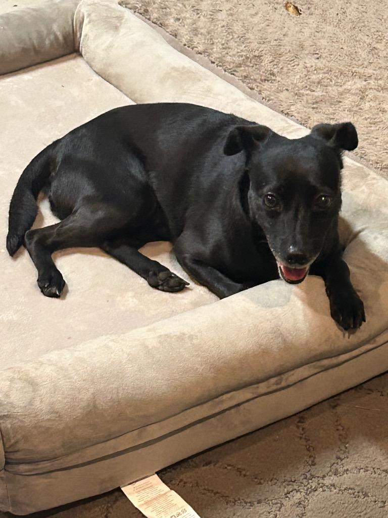 Enlarge Harley, a Adoptable mixed breed in Mustang, OK image 4/4