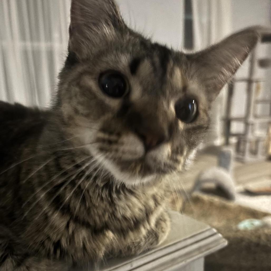 Enlarge Angel, a Adoptable American Shorthair in mount vernon, AR image 1/1