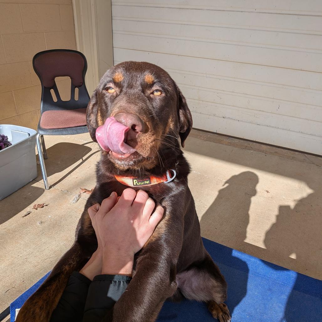 Scout(BAS), Adoptable, Young Male Labrador Retriever & Mixed Breed.