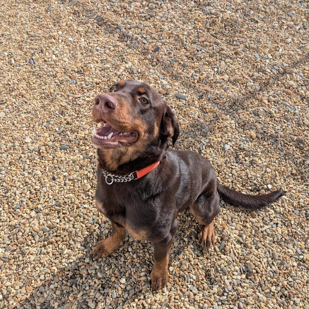 Enlarge Scout(BAS), a Adoptable mixed breed in Lenoir, NC image 2/6