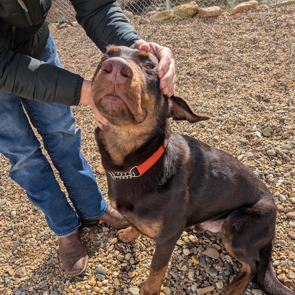 Enlarge Scout(BAS), a Adoptable mixed breed in Lenoir, NC image 3/6