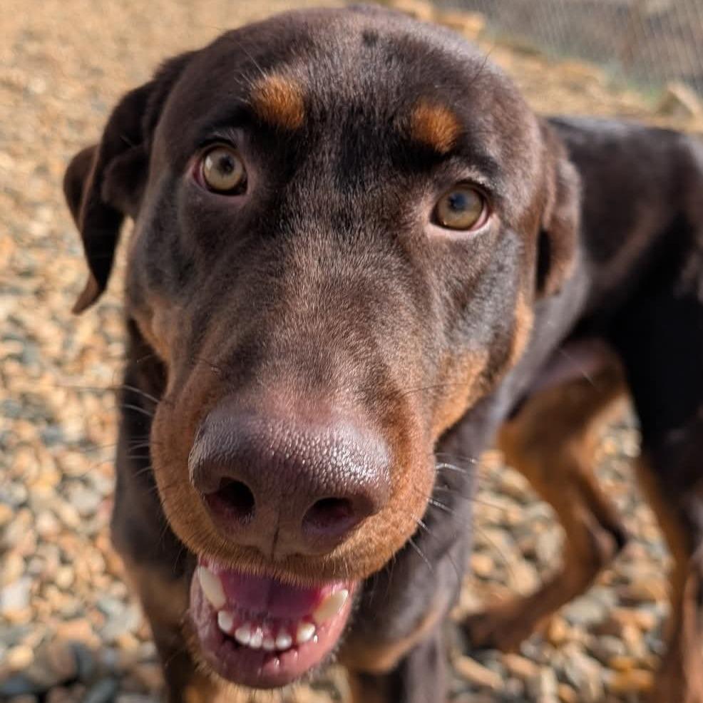 Enlarge Scout(BAS), a Adoptable mixed breed in Lenoir, NC image 4/6