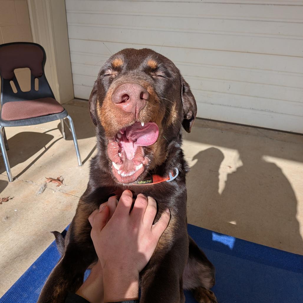 Enlarge Scout(BAS), a Adoptable mixed breed in Lenoir, NC image 5/6