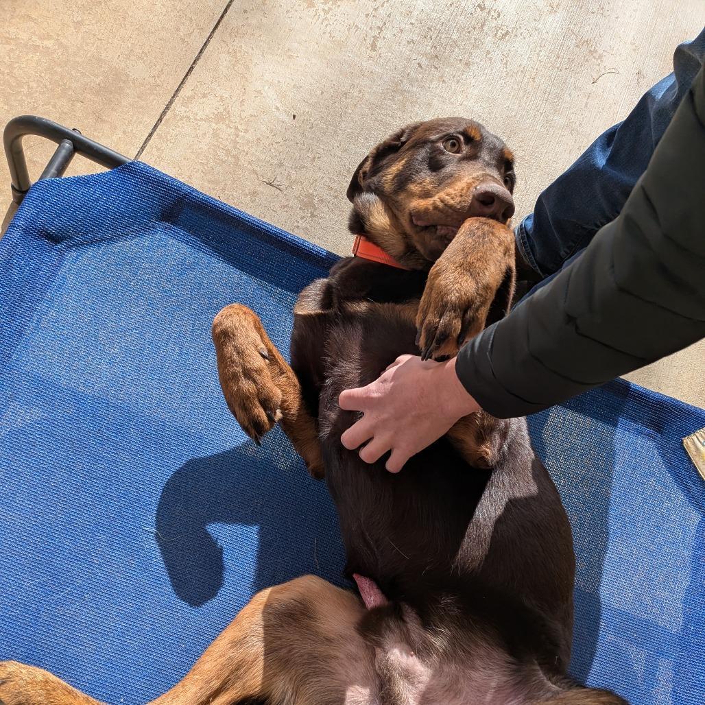 Enlarge Scout(BAS), a Adoptable mixed breed in Lenoir, NC image 6/6