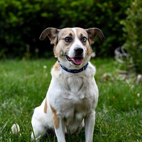 Freeda, Adoptable, Adult Female Mixed Breed.