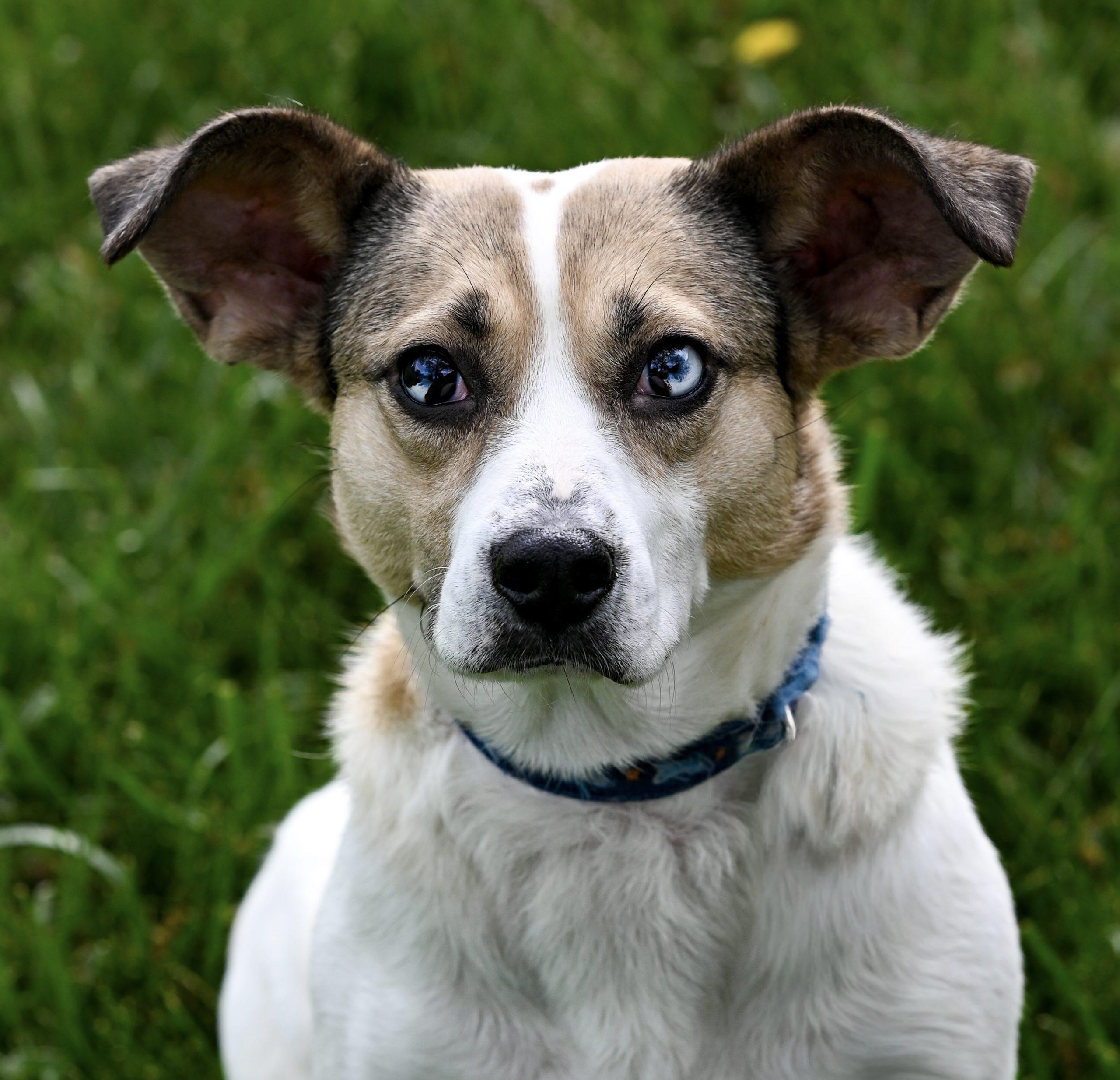 Enlarge Freeda, a Adoptable mixed breed in Georgetown, KY image 2/6