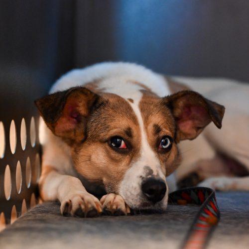 Enlarge Freeda, a Adoptable mixed breed in Georgetown, KY image 3/6