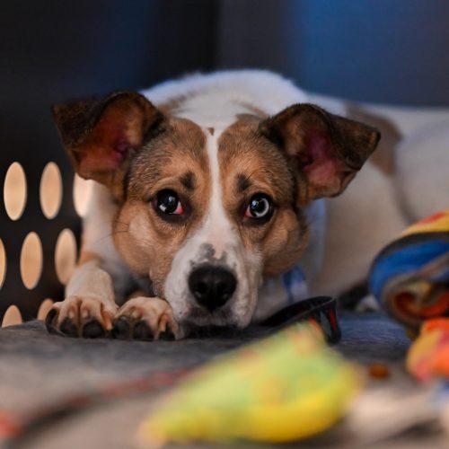 Enlarge Freeda, a Adoptable mixed breed in Georgetown, KY image 4/6