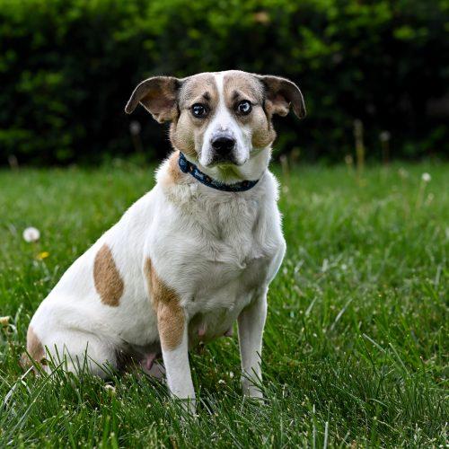 Enlarge Freeda, a Adoptable mixed breed in Georgetown, KY image 5/6