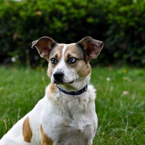 Enlarge Freeda, a Adoptable mixed breed in Georgetown, KY image 6/6