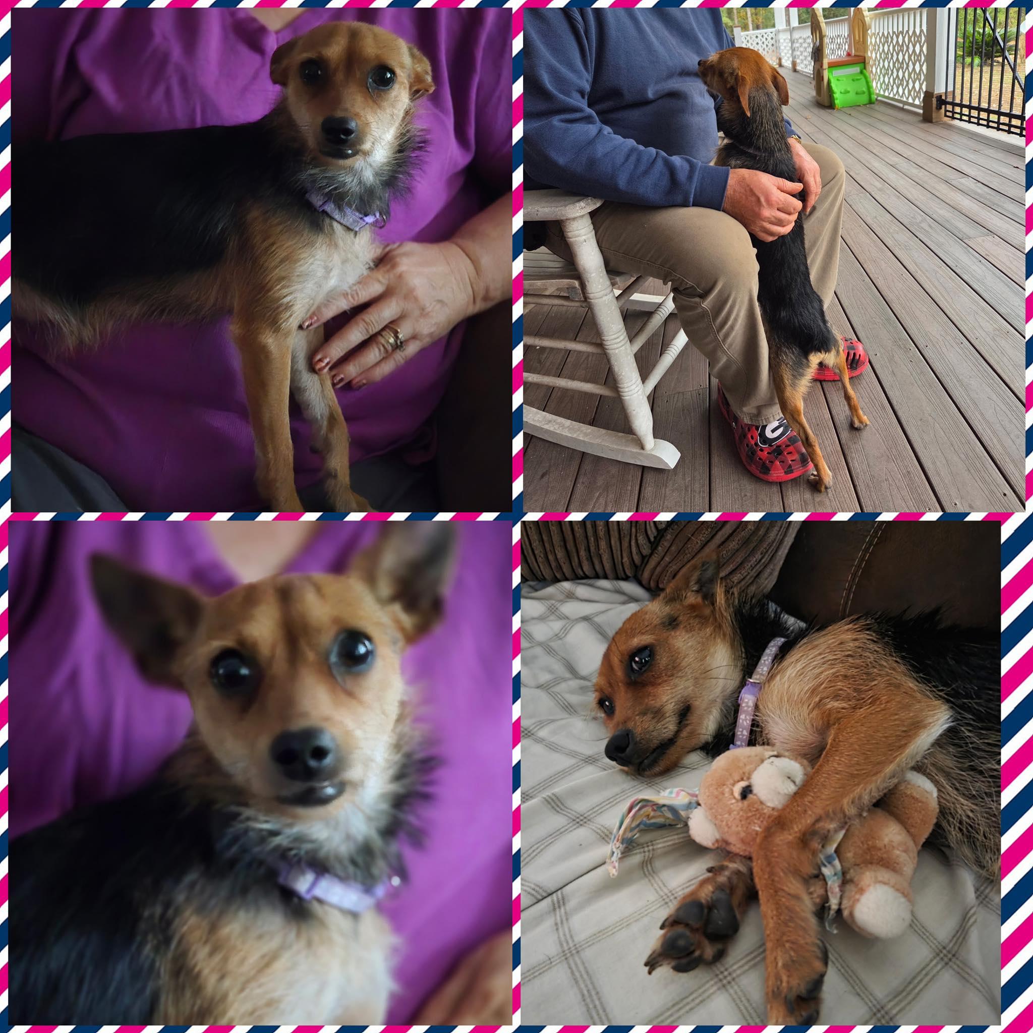 Brownie, ADOPTABLE, Young Female Terrier.