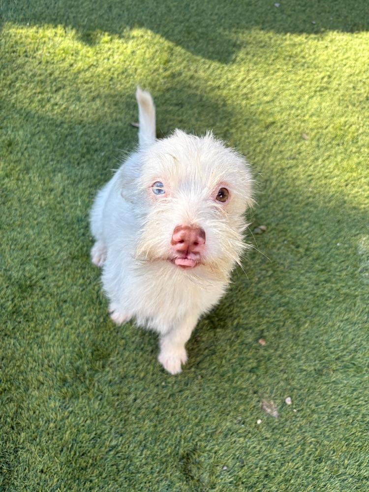 Enlarge Ally, a Adoptable mixed breed in San Diego, CA image 2/2