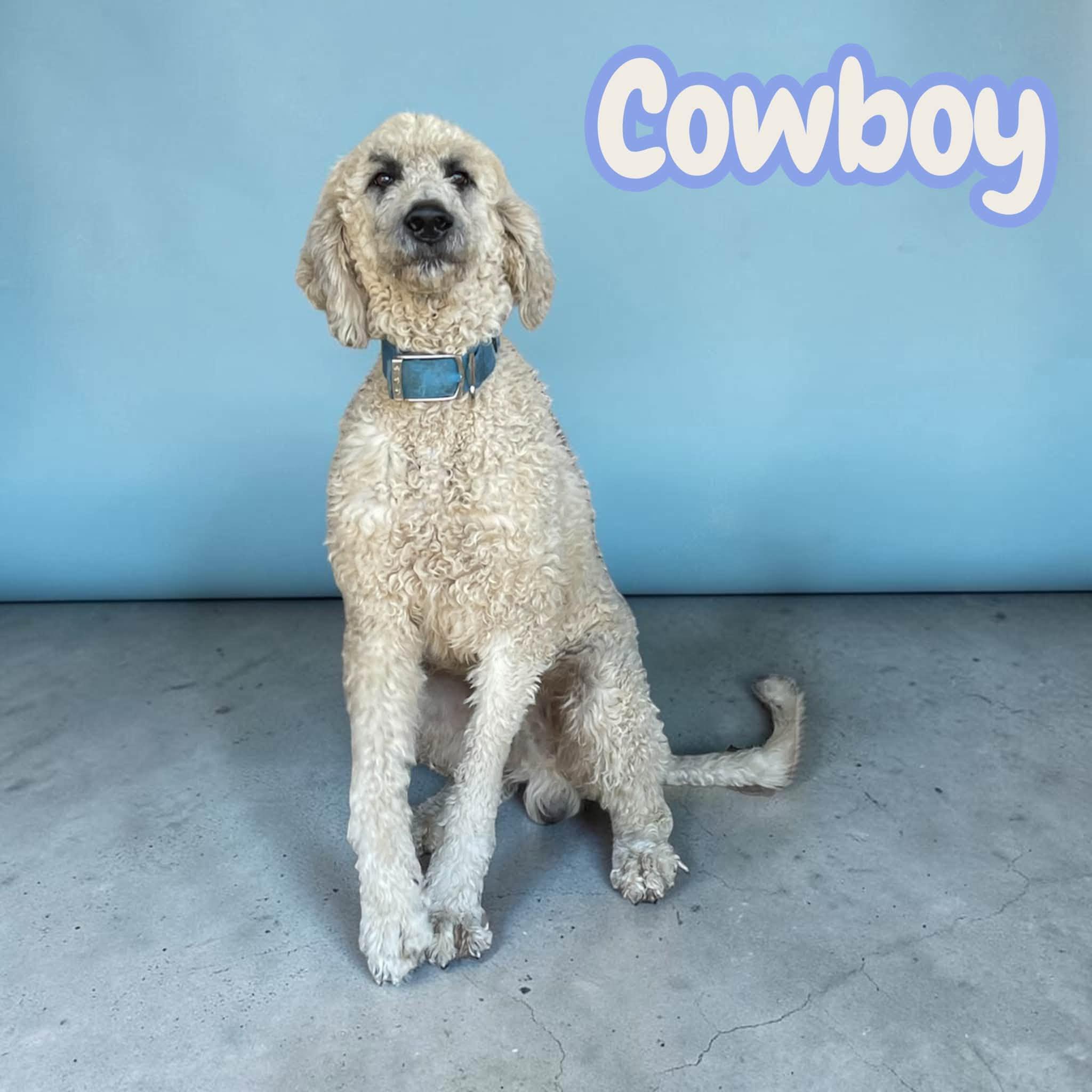 Enlarge Cowboy - ready for a loving family of his own, a Adoptable mixed breed in Harrisburg, PA image 3/4