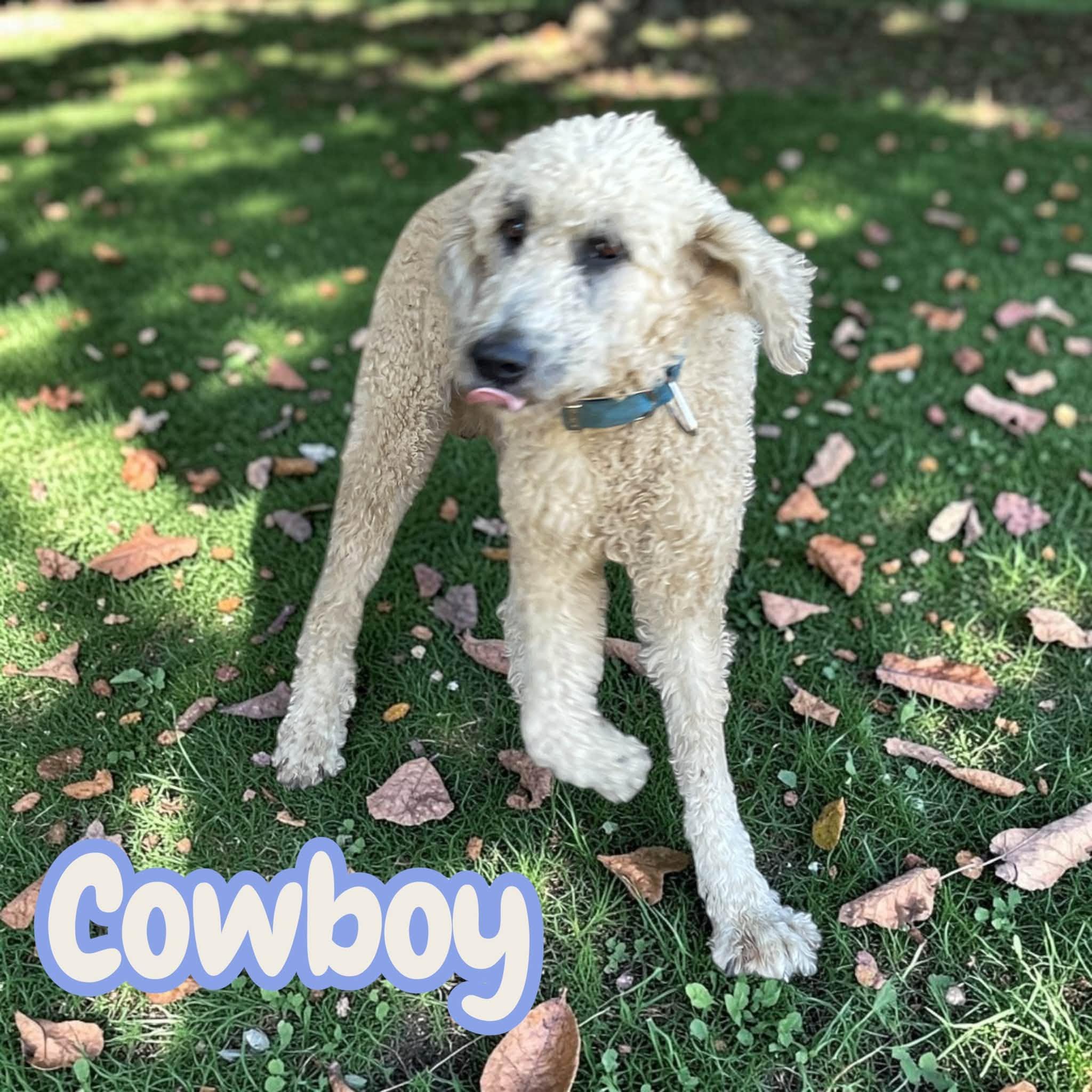 Enlarge Cowboy - ready for a loving family of his own, a Adoptable mixed breed in Harrisburg, PA image 4/4