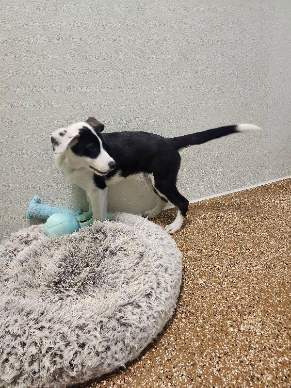 Donald, a Adoptable mixed breed in Jackson, TN image 1/3