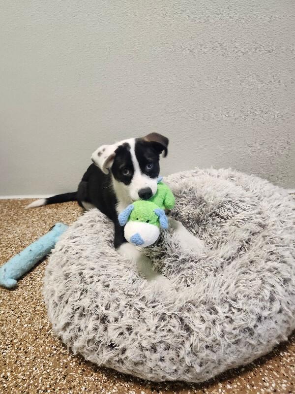 Donald, a Adoptable mixed breed in Jackson, TN image 2/3
