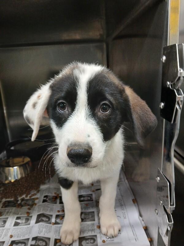 Donald, a Adoptable mixed breed in Jackson, TN image 3/3