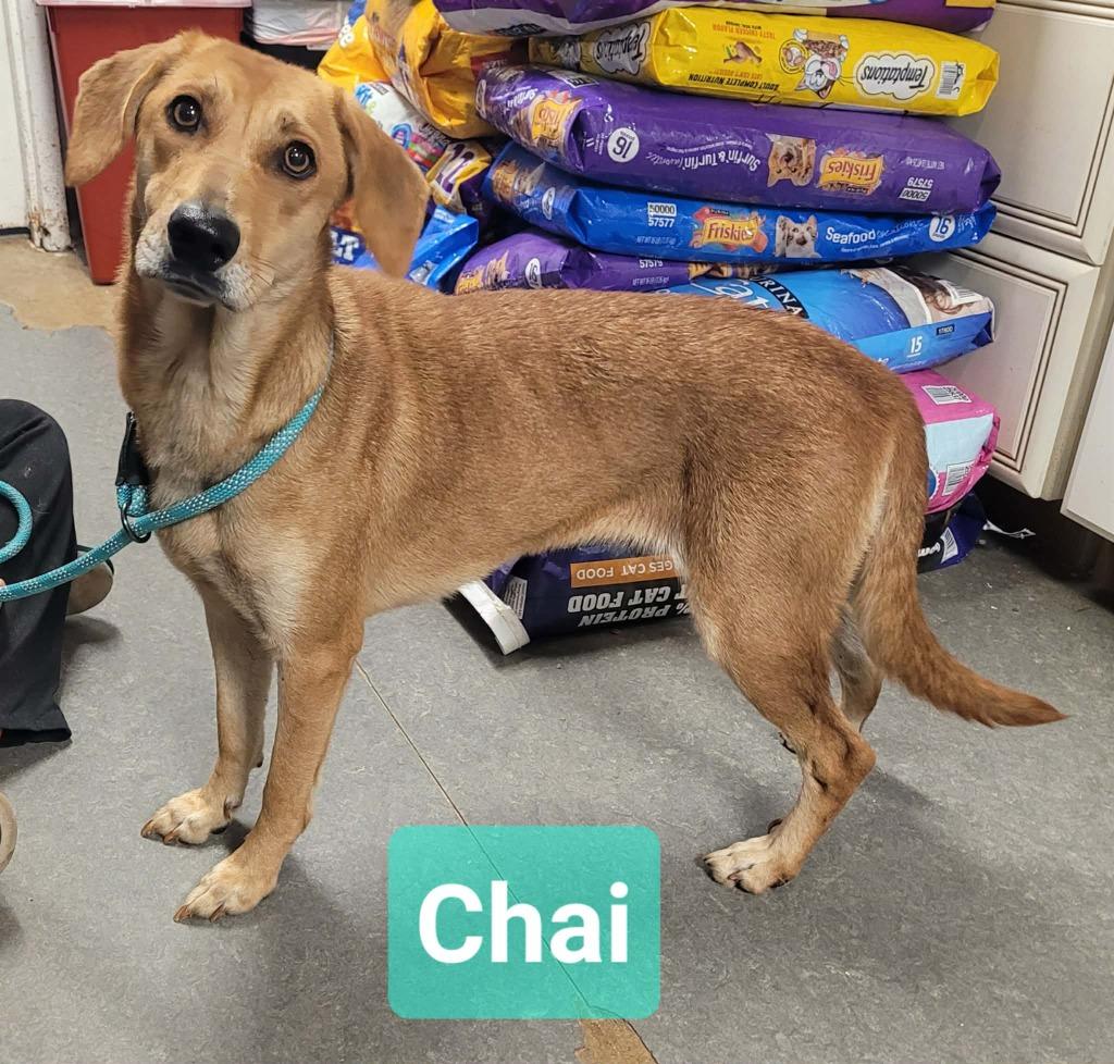 Chai, Adoptable, Young Female Hound & Retriever.