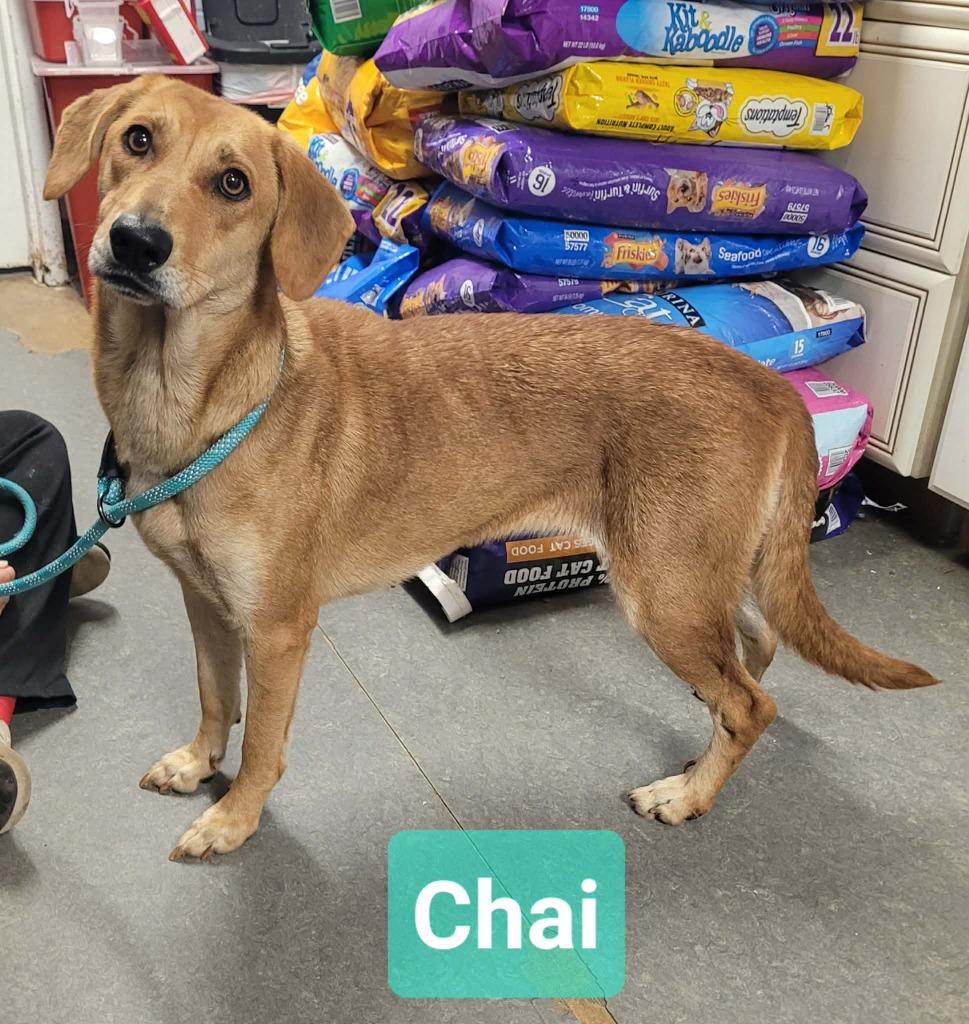 Enlarge Chai, a Adoptable mixed breed in Richmond, IN image 2/3
