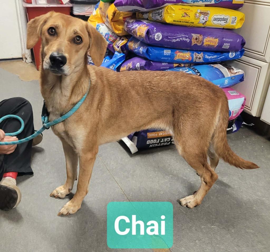 Enlarge Chai, a Adoptable mixed breed in Richmond, IN image 3/3