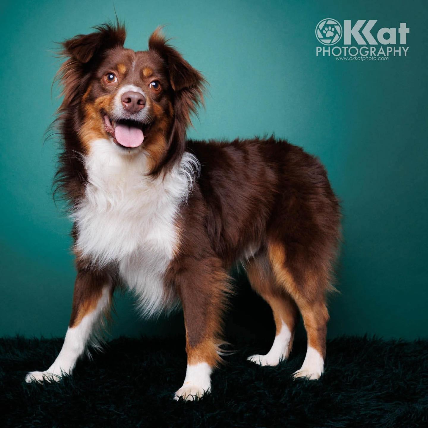 Enlarge Preston, a ADOPTABLE Australian Shepherd in Fort Collins, CO image 1/2