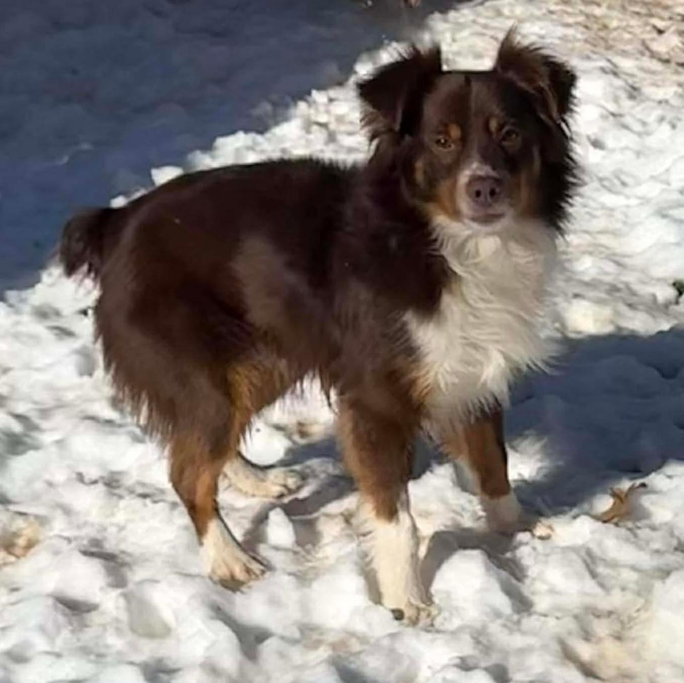 Enlarge Preston, a ADOPTABLE Australian Shepherd in Oklahoma City, OK image 1/1