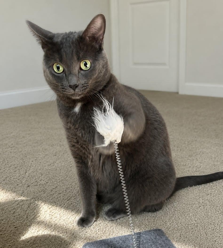 Mia, adopted, Adult Female Domestic Short Hair & Russian Blue.