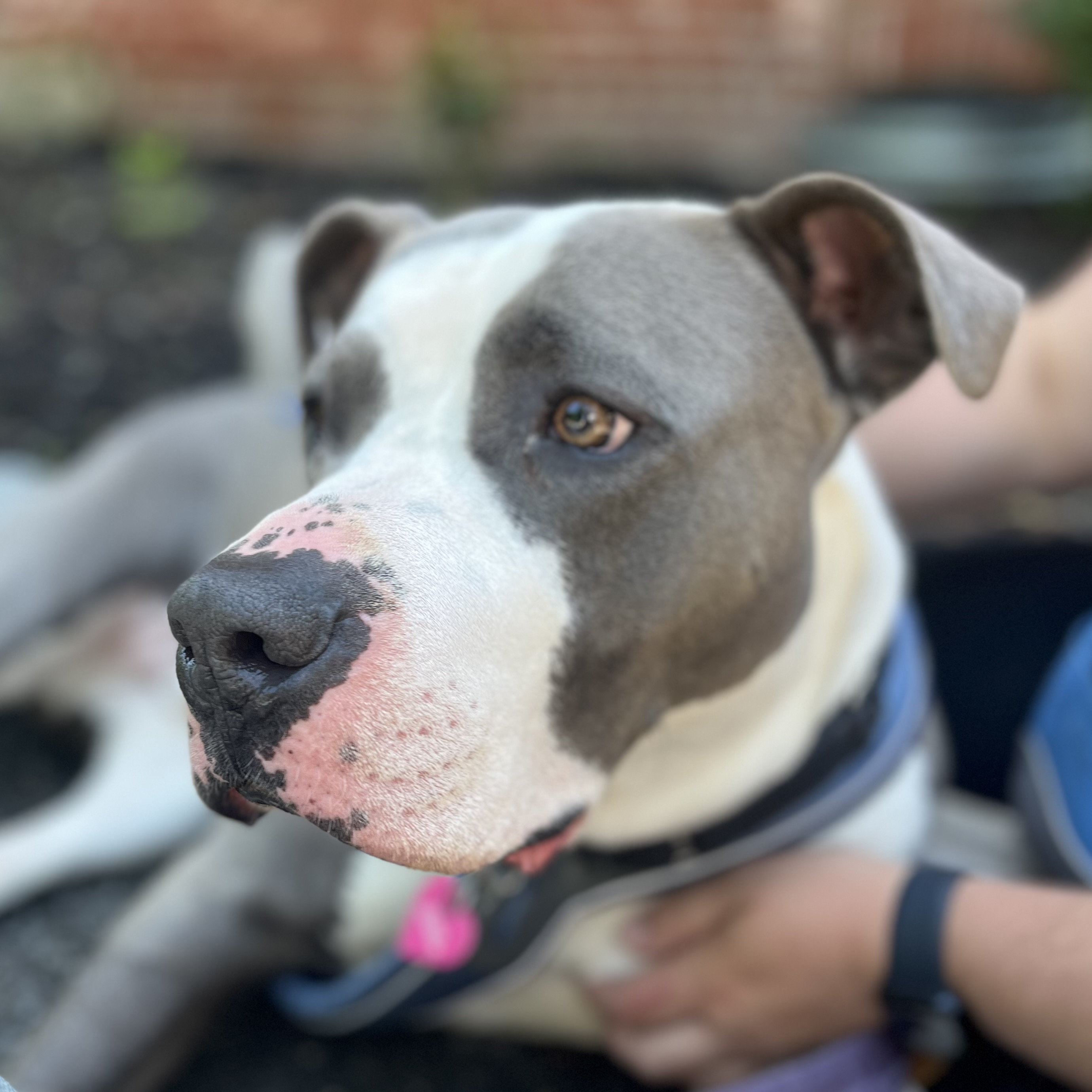 Big handsome BRUCE