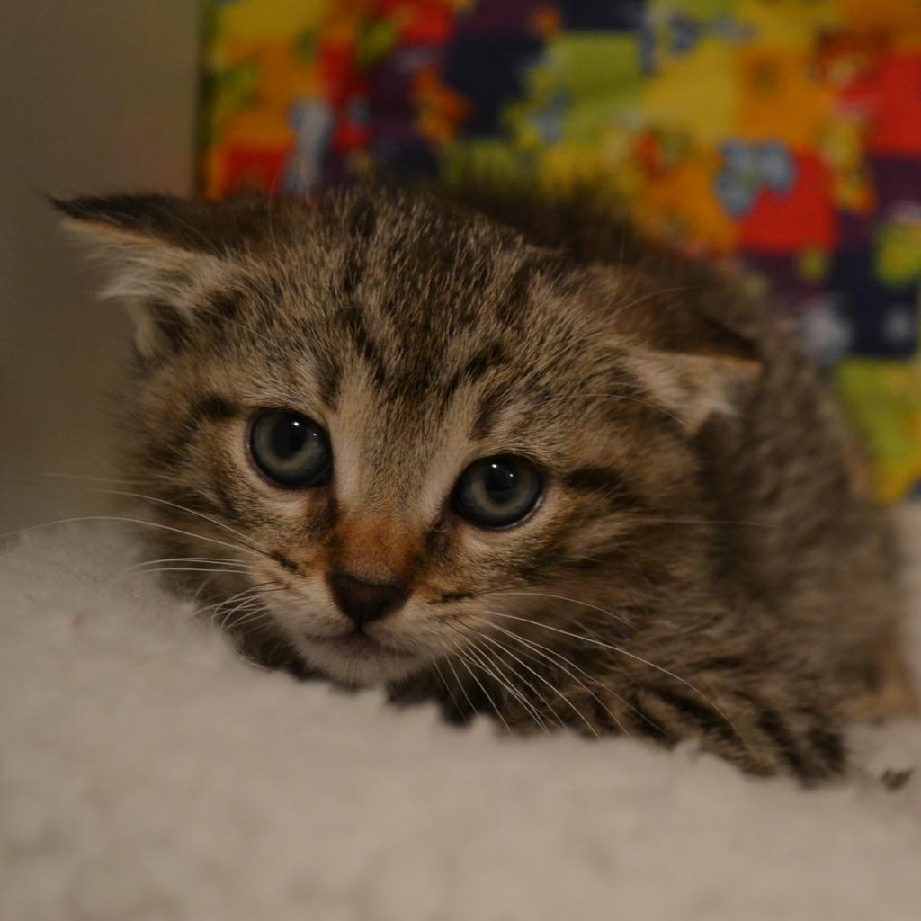 Enlarge Buttercup, a Adoptable Domestic Short Hair in Oyster Bay, NY image 1/2