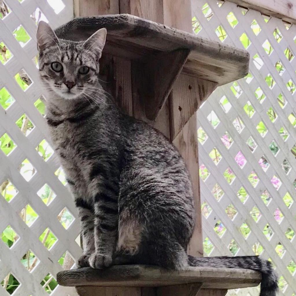 Enlarge Buttercup, a Adoptable Domestic Short Hair in Oyster Bay, NY image 2/2