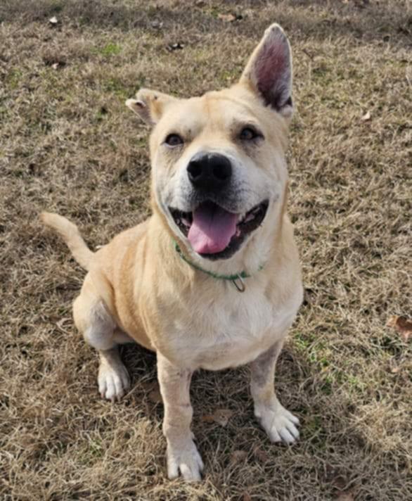 Huck, Adoptable, Adult Male Labrador Retriever & Mixed Breed.