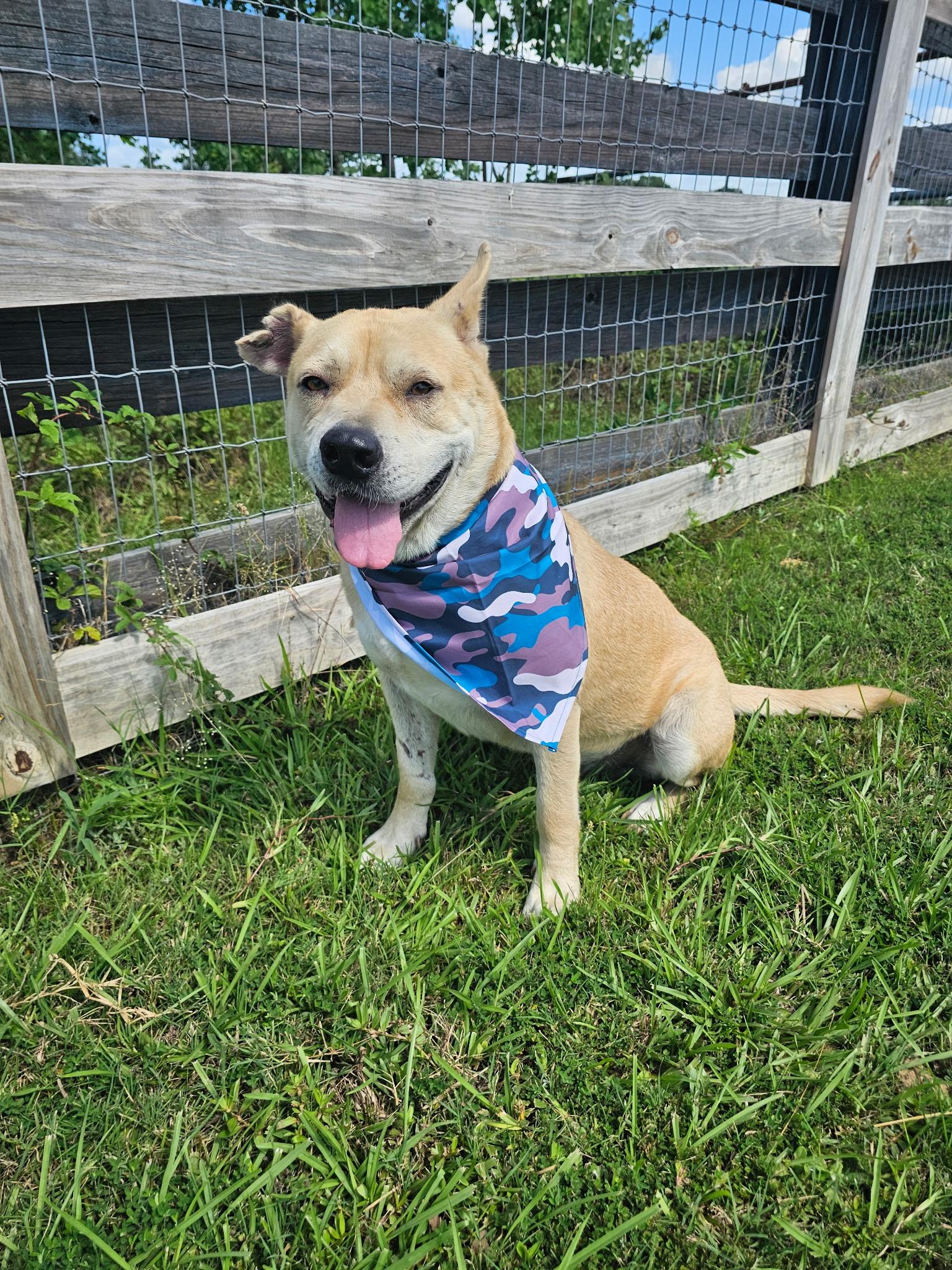 Huck, a Adoptable mixed breed in Cedar Rapids, IA image 3/5