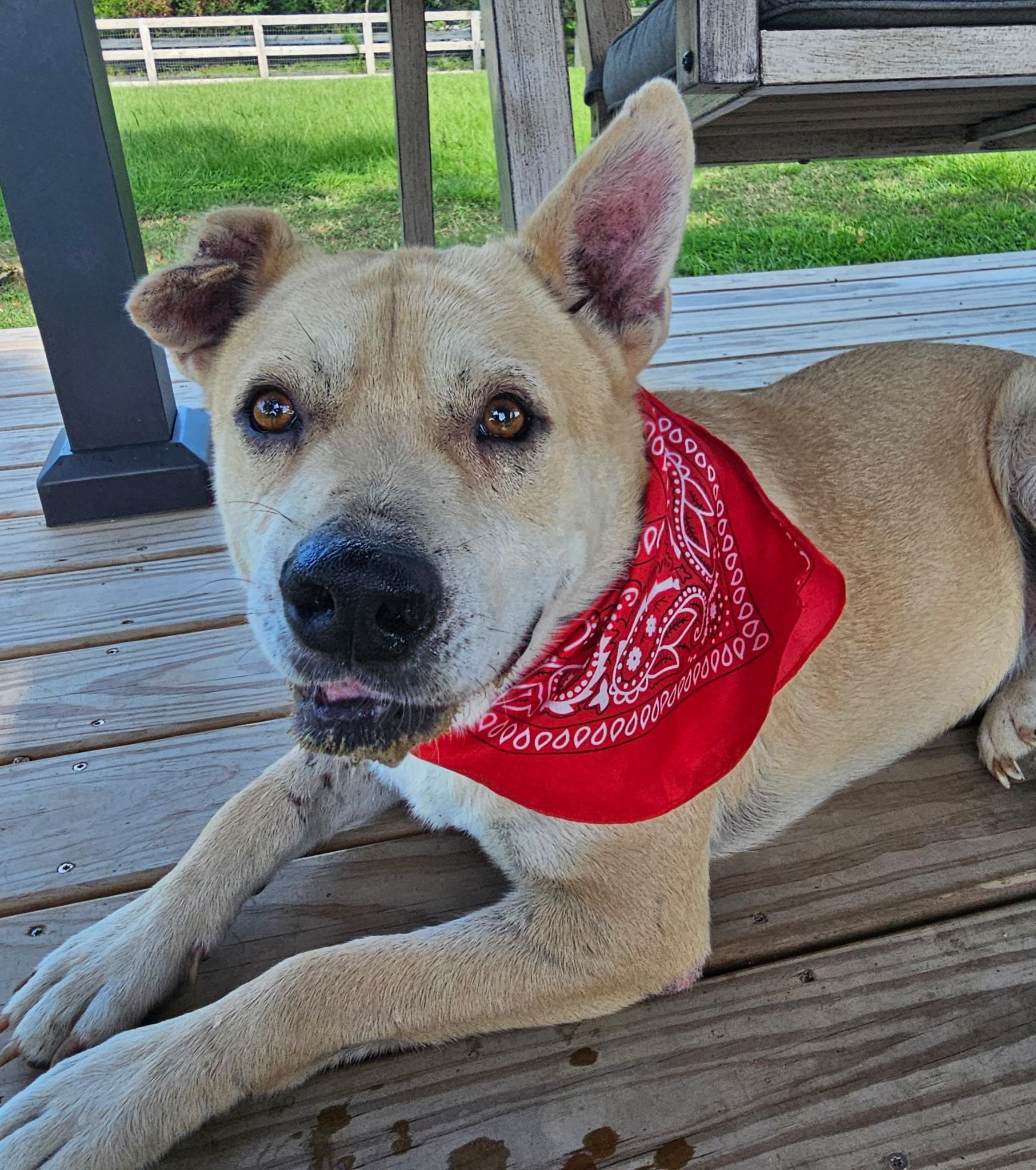 Huck, a Adoptable mixed breed in Cedar Rapids, IA image 4/5