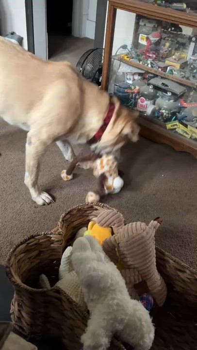 Enlarge Huck, a Adoptable mixed breed in Cedar Rapids, IA video 5/5