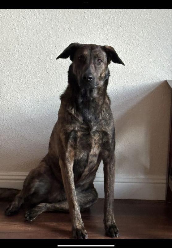 Xena, Adoptable, Young Female Belgian Shepherd / Malinois & Dutch Shepherd.