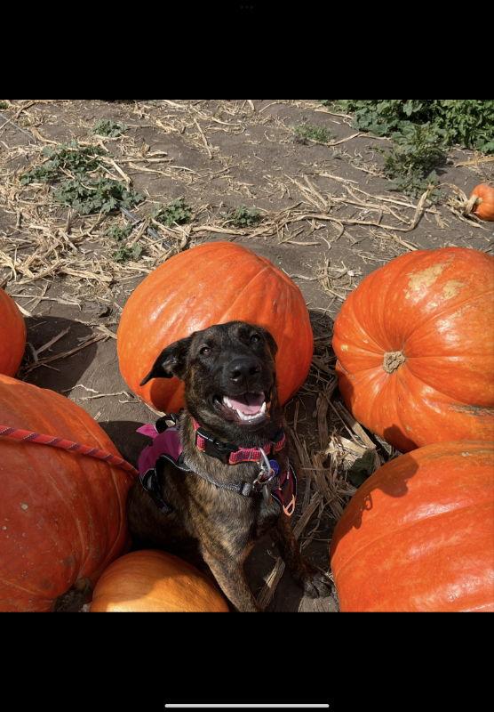 Enlarge Xena, a Adoptable mixed breed in San Diego, CA image 3/3