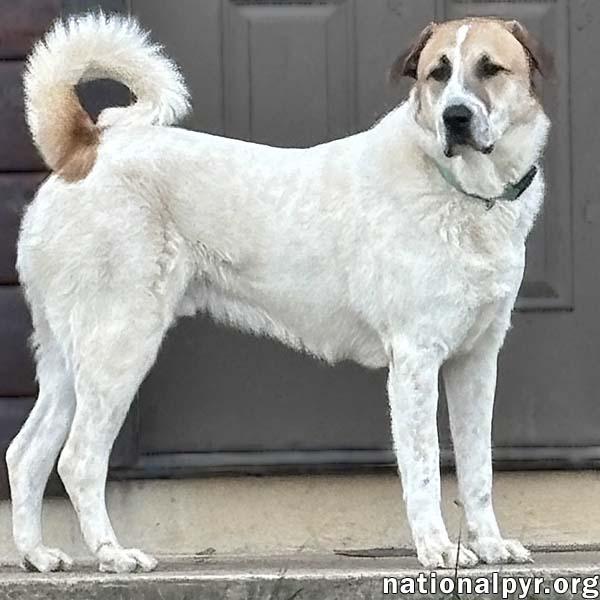 Enlarge Buster in VA - Energetic Love-Bug!, a Adoptable mixed breed in Lexington, VA image 1/4
